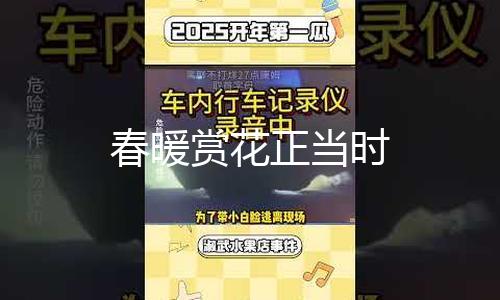 春暖赏花正当时